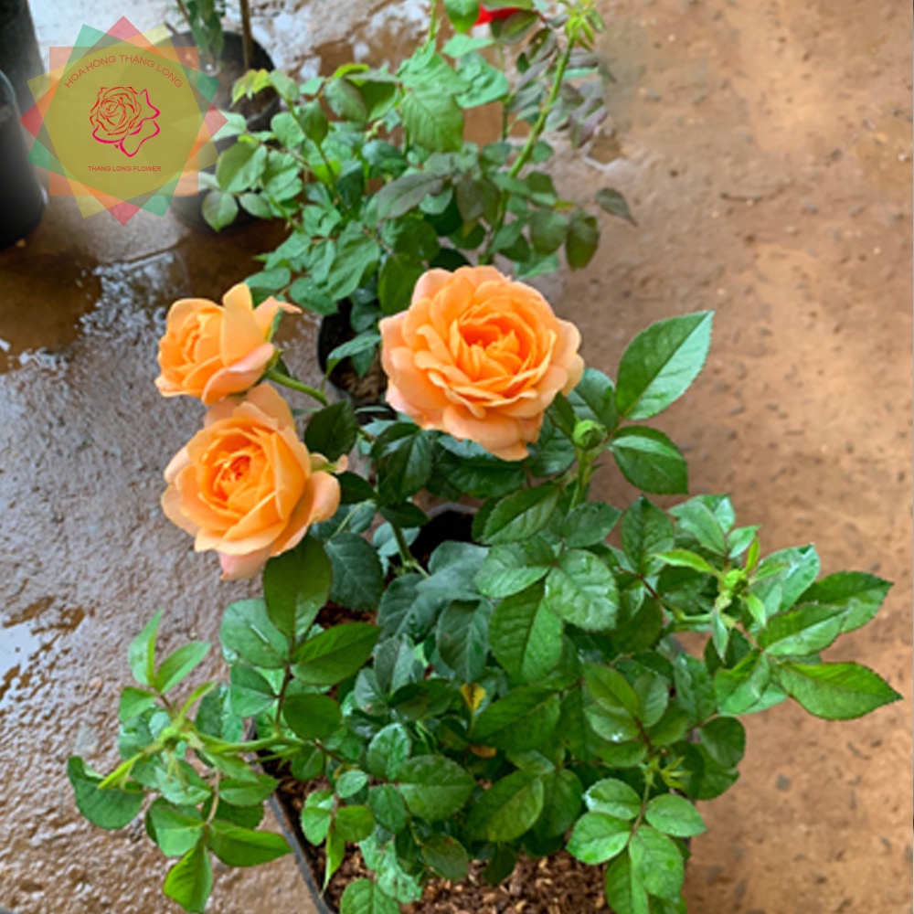 Cây hoa hồng ngoại Tezza cam cá hồi - Hoa hồng Thăng Long Flower