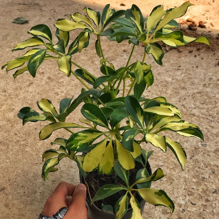 Cây ngũ gia bì cẩm thạch chiều cao 30-35cm lá cây đẹp bắt mắt, sức sống tốt thích hợp trang trí cảnh quan sân vườn