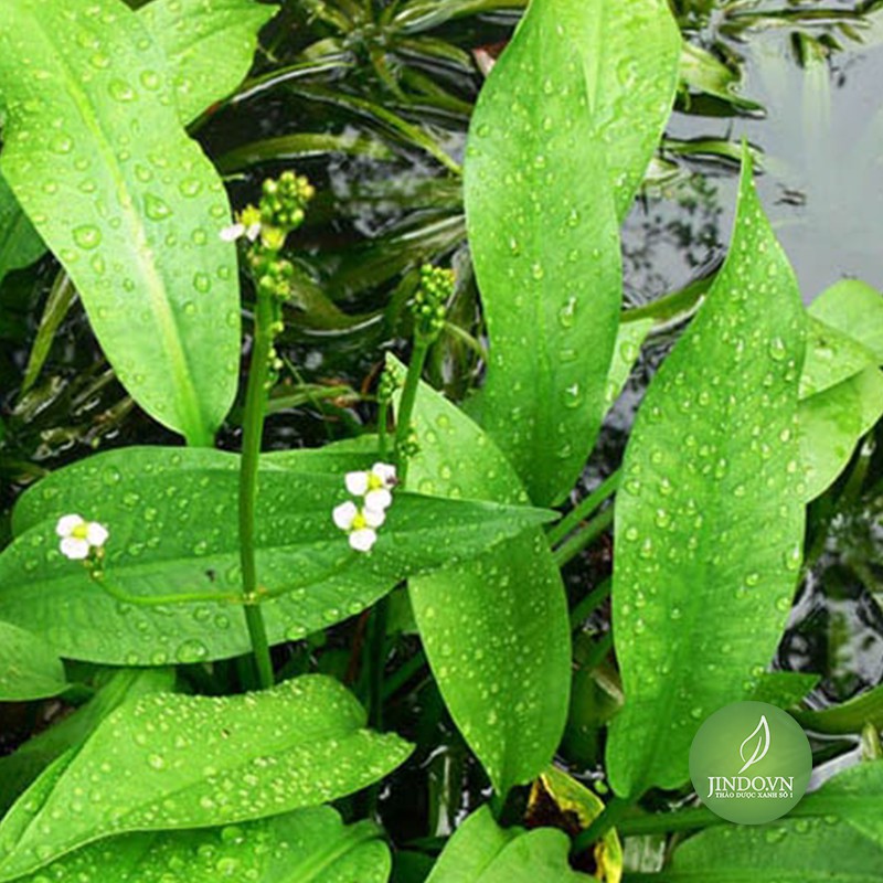 Trạch tả - Cây thuốc quý điều trị béo phì, phù thũng do viêm thận NDX367 trachta