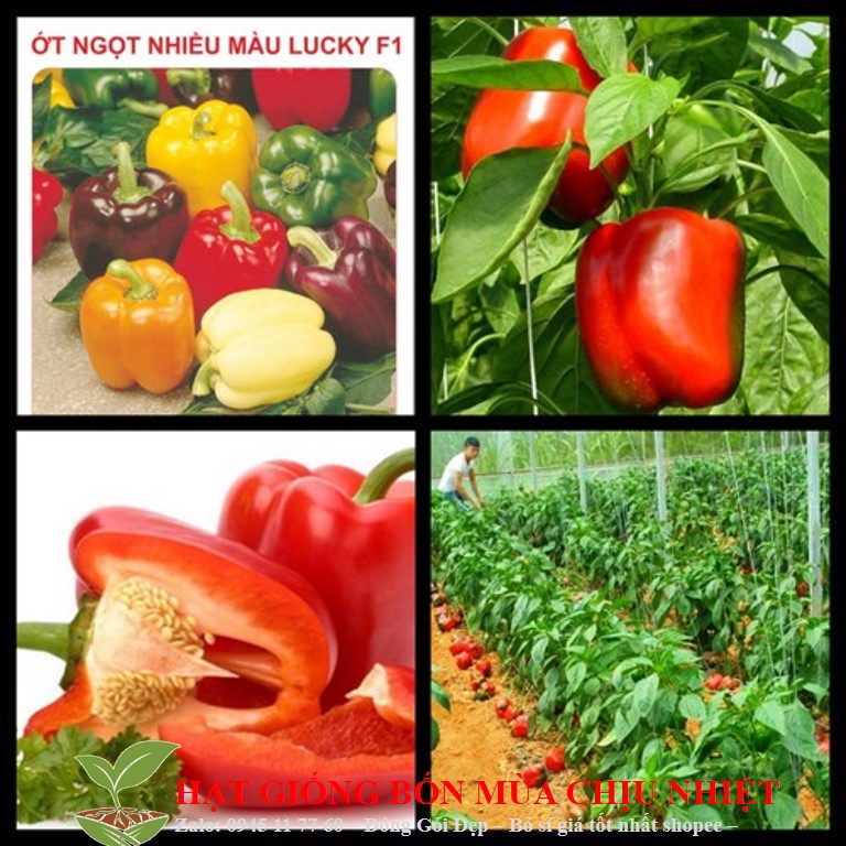 Hạt Giống Ớt Ngọt Nhiều Màu 10 Hạt ĐẾN MÙA TRỒNG TẾT luckyseed hạt siêu rẻ