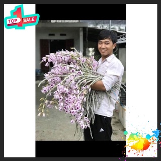 🍀bao chất🍀hoa lan phi điệp