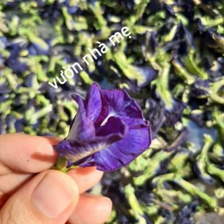 50g hoa đậu biếc khô nhà trồng