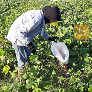 Đậu đen xanh lòng loại 1