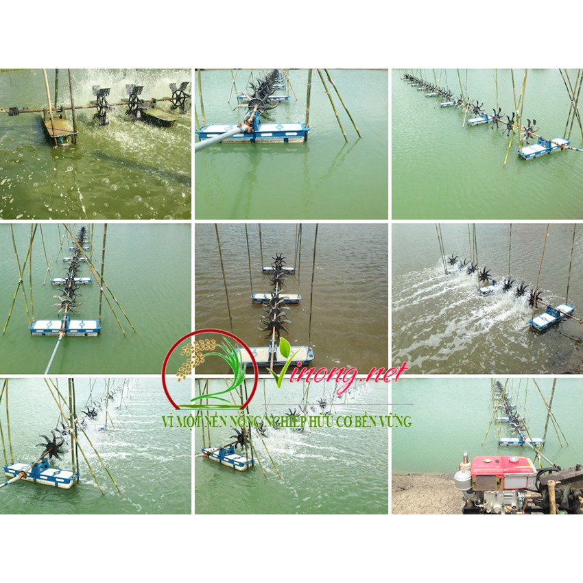 Men vi sinh xử lý nước ao nuôi tôm cá - Khử khí độc ao nuôi tôm cá