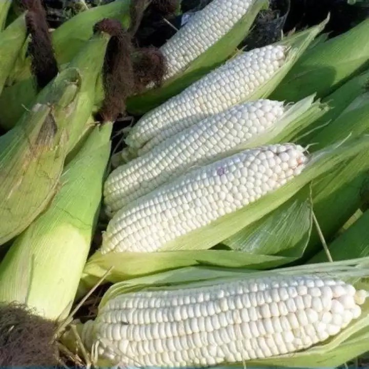 Hạt giống ngô nếp bắp cao sản ( gói 30 hạt ) siêu dễ trồng kháng bệnh tốt năng suất cao cửa hàng hạt giống uy tín