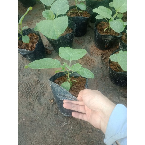 Cây cà tím quả dài