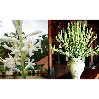 CỦ HOA GIỐNG HOA HUỆ TA TRẮNG THƠM