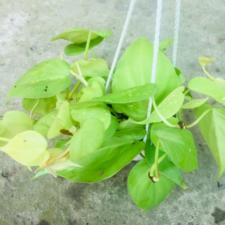 TRẦU BÀ TIM VÀNG CHẬU TREO MINI