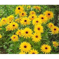 Gói 200 hạt giống hoa cúc tâm đen (susan- rudbeckia)