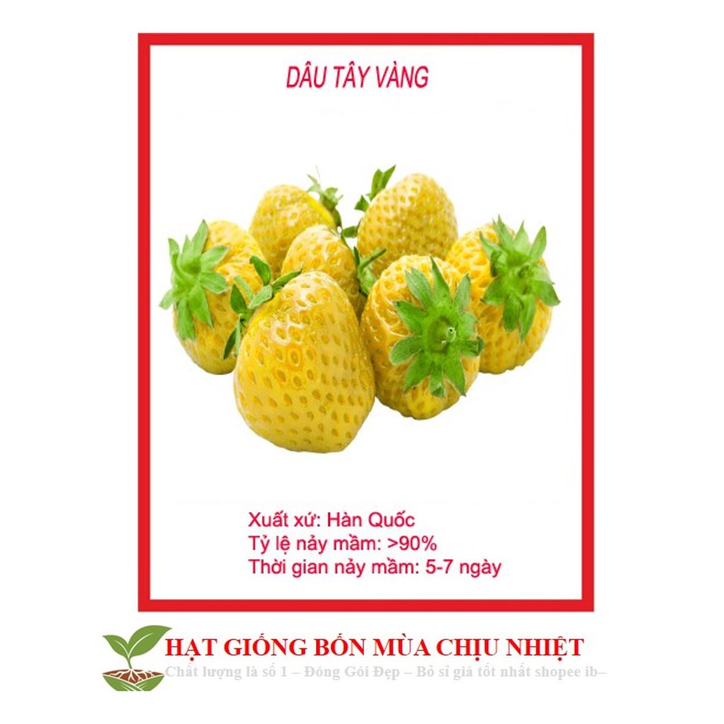 HẠT GIỐNG DÂU TÂY VÀNG 50H