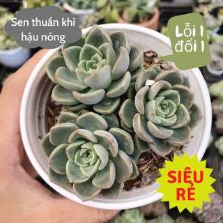 Sen đá bánh trung thu size trung 11cm siêu rẻ dẹp