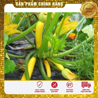 Bộ gói hạt giống bí ngòi vàng