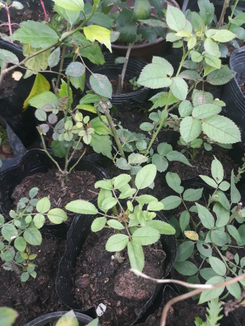 2 Cây giống hồng nguyên bản