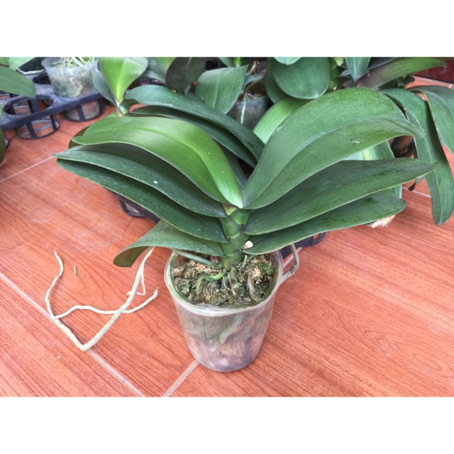 Lan hồ điệp hoa đại