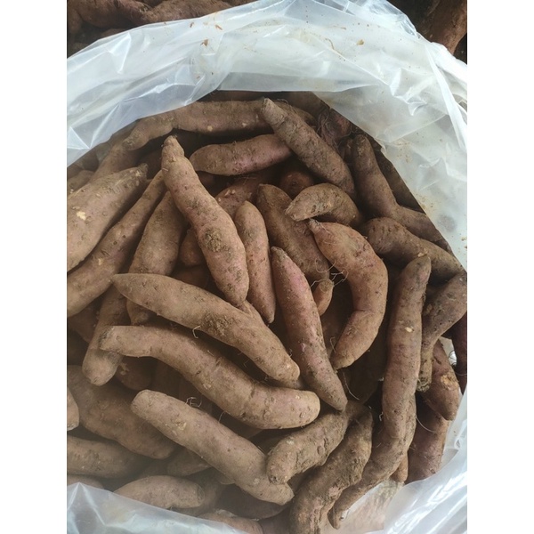 Combo 5kg khoai mật 135k