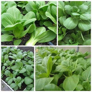 Hạt giống rau cải chíp (cải thìa - cải chít-100H)