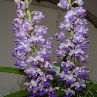 Hoa phong lan  hải yến thuần vườn