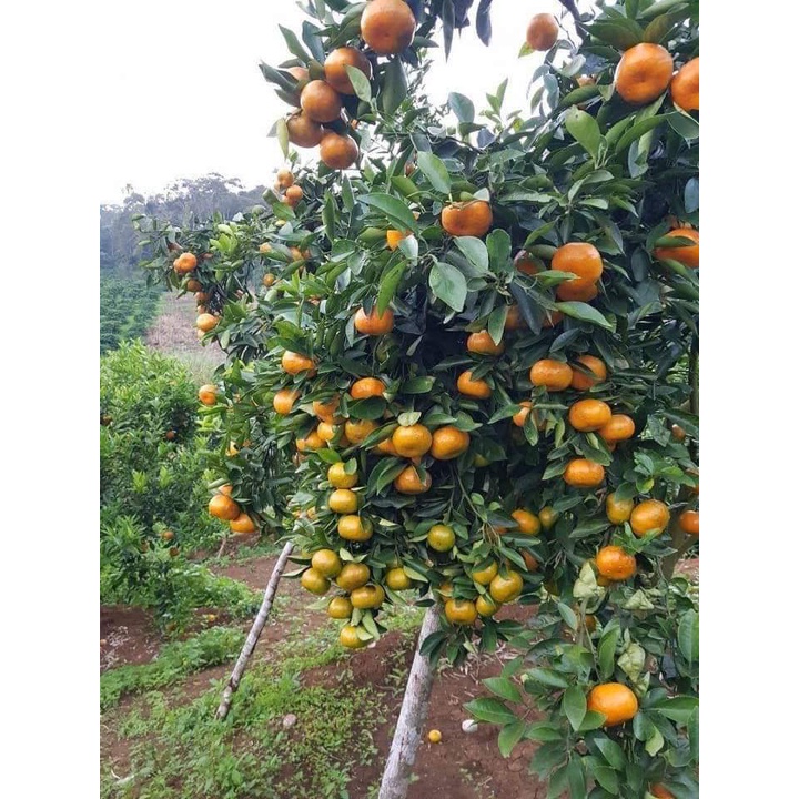 Cây Quýt Thái Đường Thái Lan Siêu Sớm F1