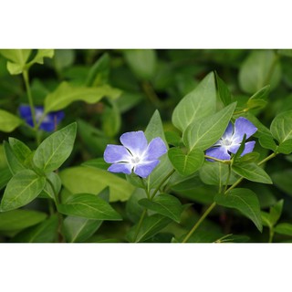 Dừa Cạn Xanh