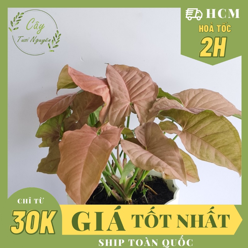 CÂY TRẦU BÀ HỒNG ,(cao 15cm), cây phong thủy để bàn mini GIÁ RẺ, lọc không khí, Cây Tươi Nguyên CTN0310