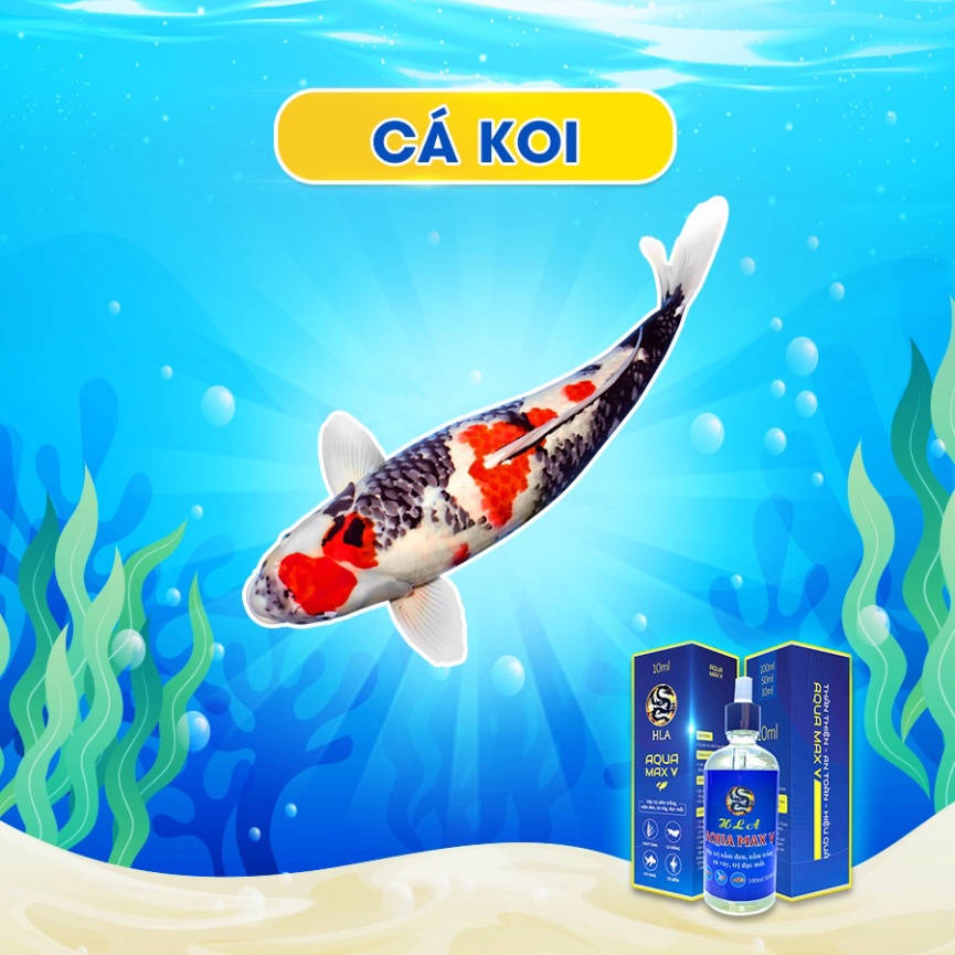 Aqua Max V Trị Nấm Cho Cá Koi Nấm Trắng, Nấm Đen, Nấm Màng | Hiệu Quả, Nhanh Chóng, An Toàn | Aqua M