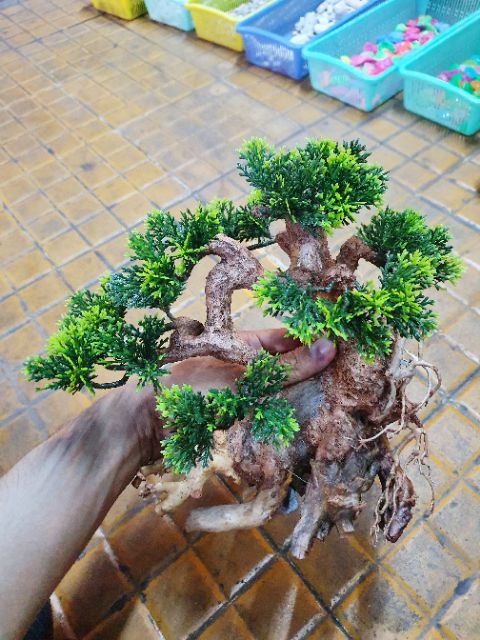 CÂY LỦA BONSAI TRANG TRÍ HỒ CÁ NON BỘ 20x10x20cm