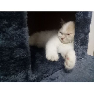 [Order] CatTree trụ trắng size 125cm