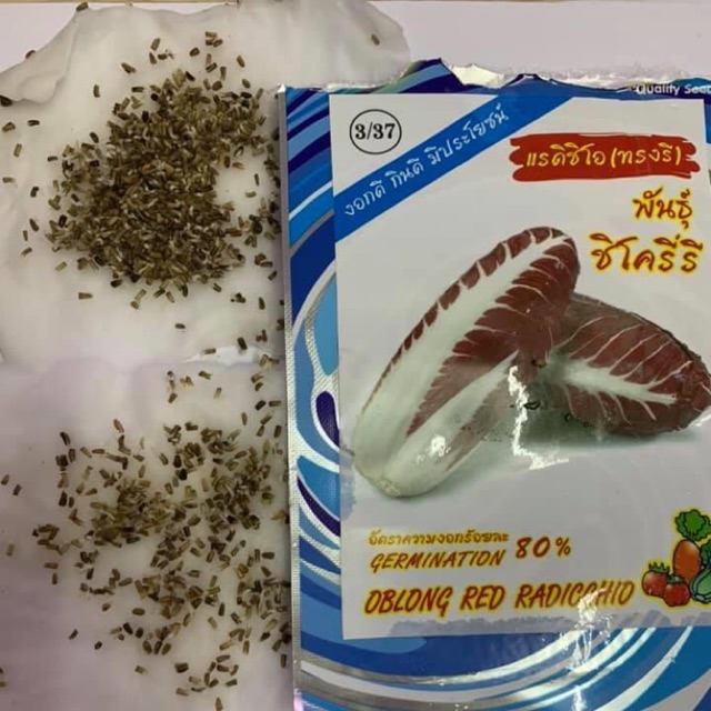Hạt giống xà lách Radicchio tím