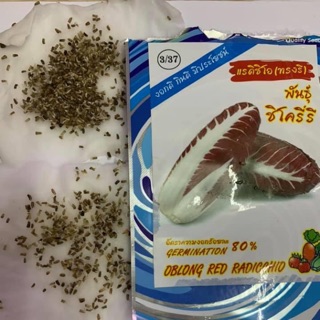 Hạt giống xà lách Radicchio tím