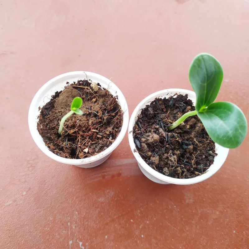 1kg Giá thể gieo hạt Sạch Nhiều Dinh Dưỡng