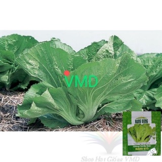 Hạt giống Cải Bẹ Dưa (RANG DONG)