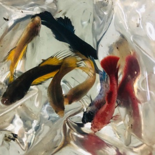 BETTA ( combo 7 con )