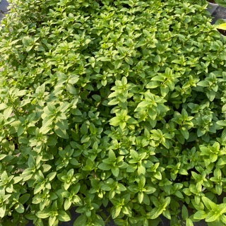 COMBO 20 HƯƠNG THẢO VÀ 10 BẠC HÀ