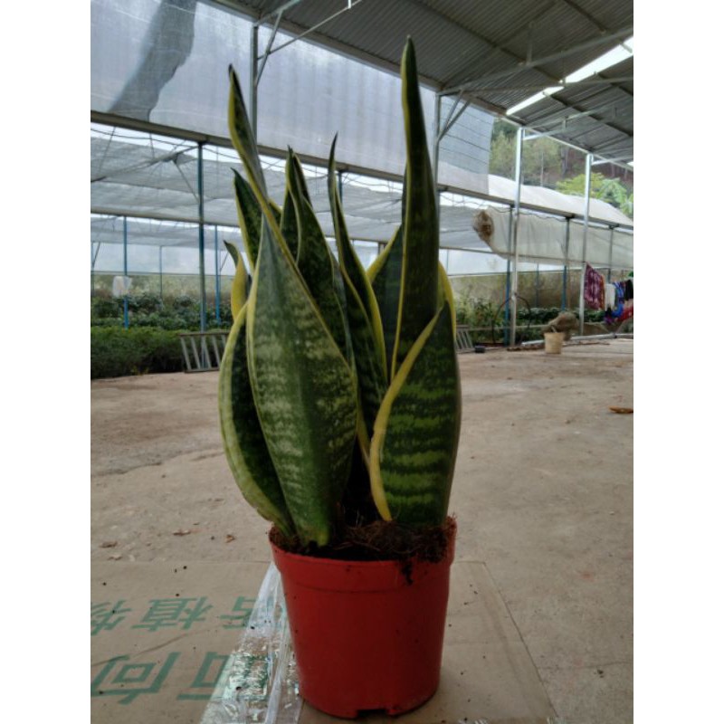 Cây lưỡi hổ phong thủy mini để bàn trừ tà, lọc khí Minh Hân Garden