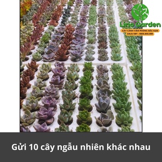 Combo 10 cây sen đá size nhỏ ( gửi cây ngẫu nhiên )