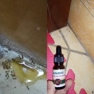 [FREESHIP 50K] Anbio diệt kiến sinh học