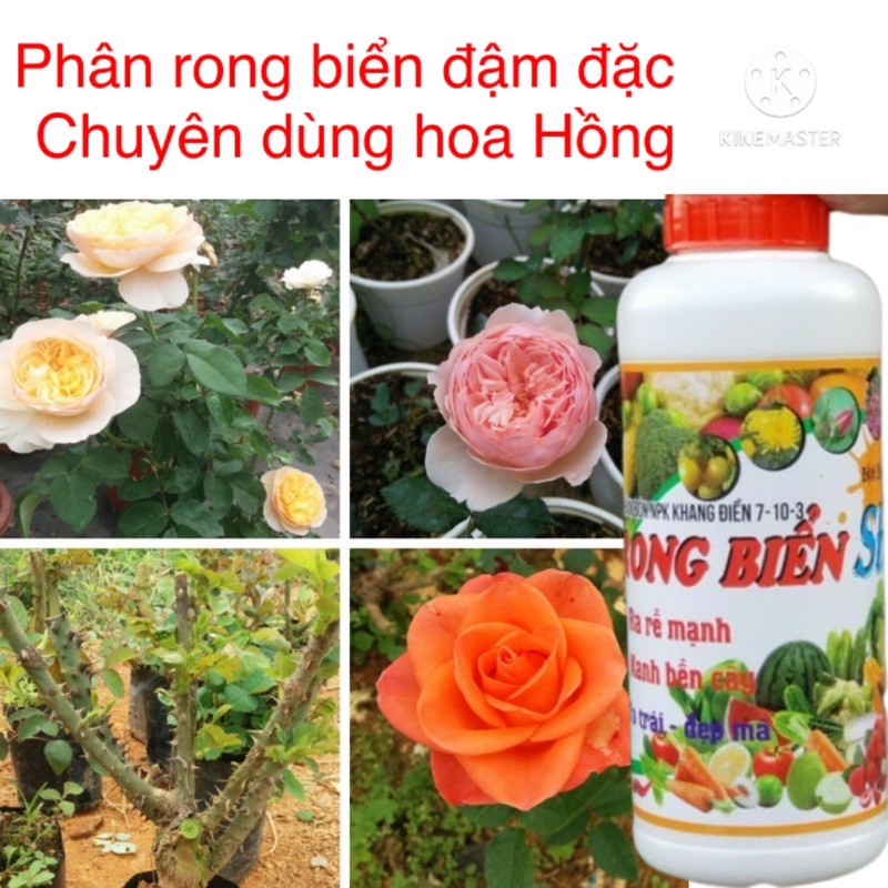 Phân bón rong biển đậm đặc  chuyên dùng hoa hồng Seaweed 102