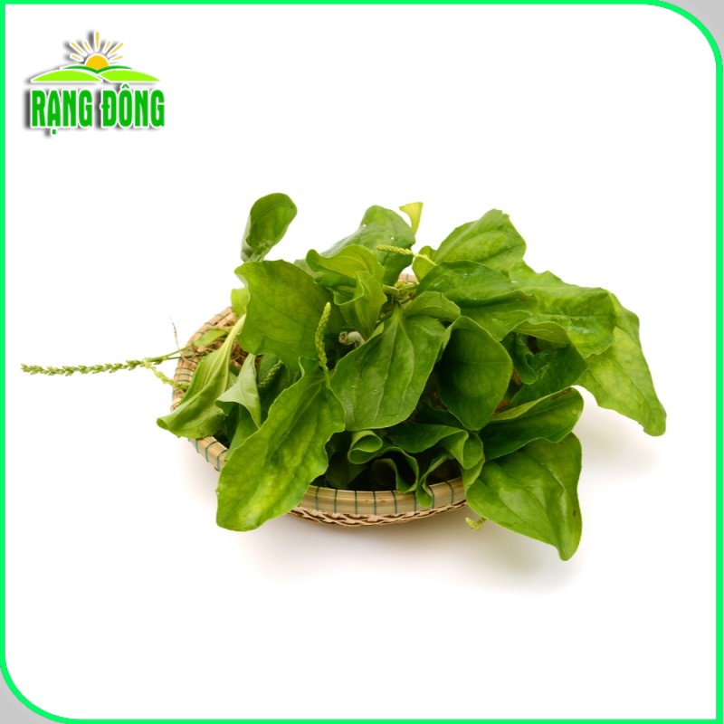 Hạt giống Mã Đề dễ trồng, sinh trưởng khỏe, giàu dinh dưỡng, trồng quanh năm (gói 1 gr) - Hạt giống Rạng Đông