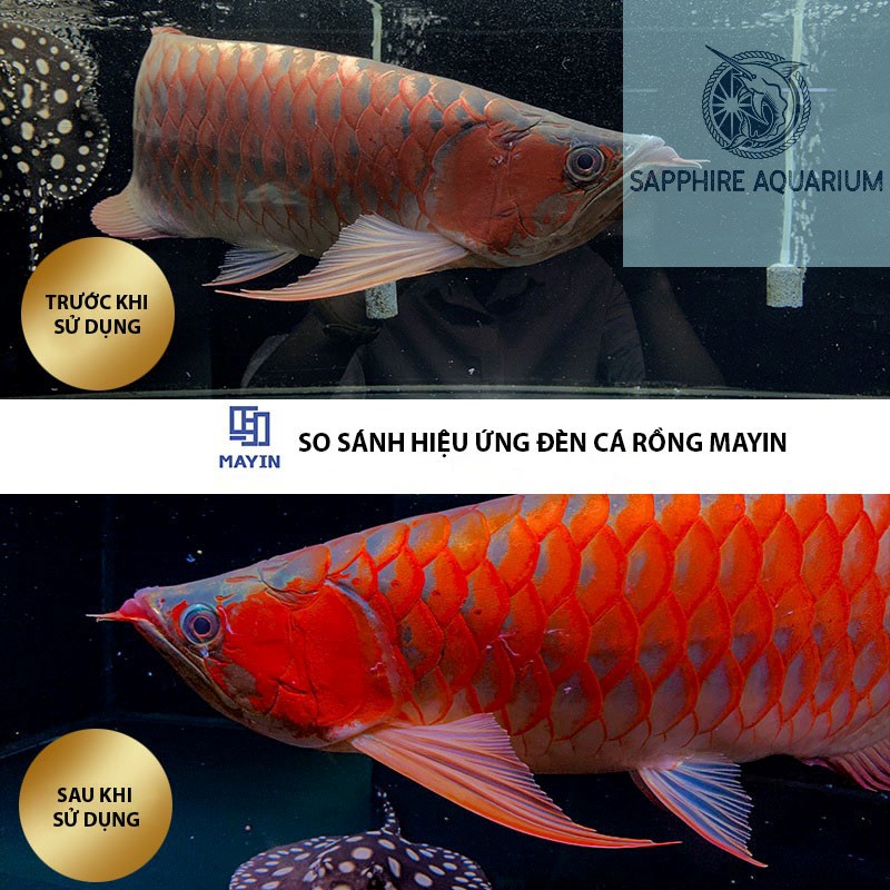 Đèn Cá Rồng MAYIN Super Colour Thế Hệ 3 - 52cm 72cm 92cm 112cm
