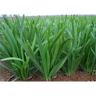 Bụi 10 gốc hẹ giống