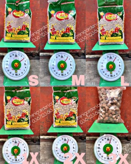 Hạt Đất Nung Popper Thái Lan - 6 Lít | Mocminigarden