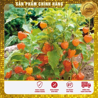 Hạt Giống Cây Thù Lù Nam Mỹ( Cây anh đào đất )