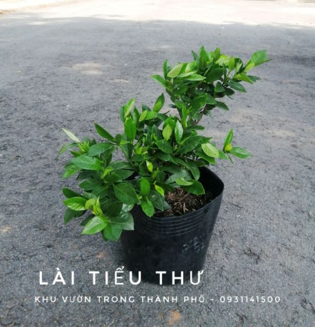 CÂY LÀI TIỂU THƯ (hoa rất thơm)