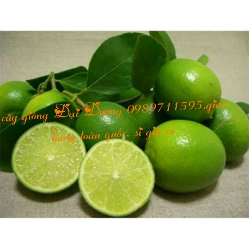 Chanh 🍋 không hạt