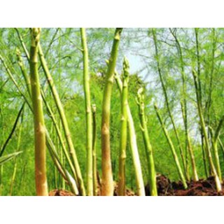 hạt giống măng tây xanh 20 hạt