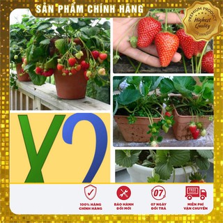 Bộ gói hạt giống Dâu tây đỏ
