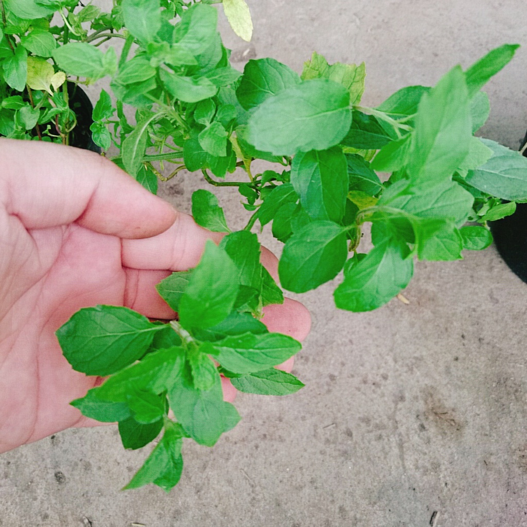 Cây bạc hà chocolate mint