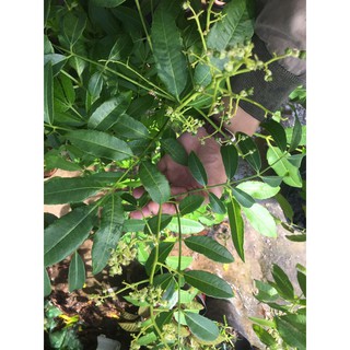cây cóc thái đang hoa trái nhỏ