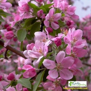 5 Hạt giống Cây hoa Anh đào (tặng gói Kích nẩy mầm và Hướng dẫn) XTRA TẶNG KÈM PHÂN VÀ KÍCH MẦM