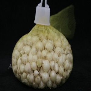 Củ nén (hành tăm).